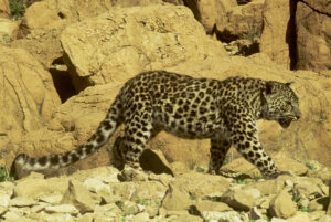 PikiWiki Israel 14861 judean desert leopard cropped 1